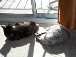 Cats in the sun