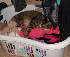 Dirty Laundry2 - web