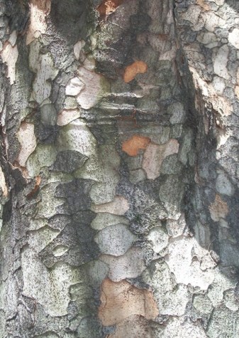 100_0670_cropped_web