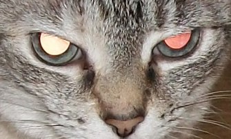 100_0523_cropped_doc