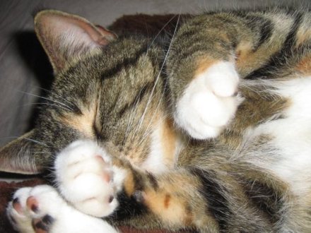 1917648_102408476438489_4032075_n_doc