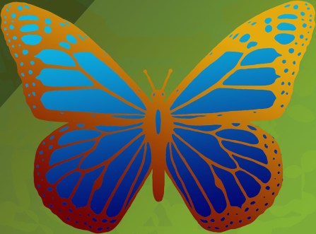 Black-And-White-Butterfly